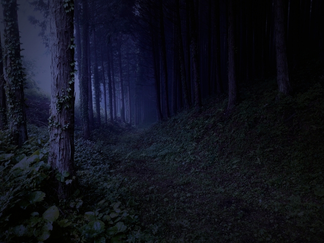 薄暗い森